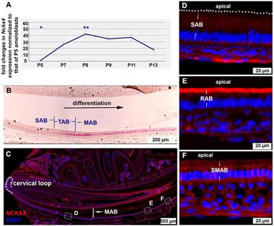 Sodium/(calcium + potassium) exchanger NCKX4 optimizes KLK4 activity in the enamel matrix microenvironment to regulate ECM modeling
